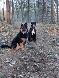 Onze honden Gaya en Django